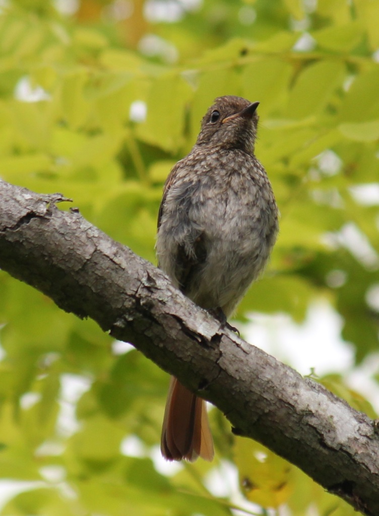 ジョウビタキのメス