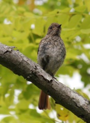 ジョウビタキのメス