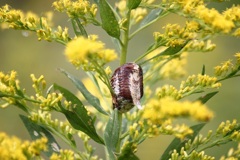 カマキリの卵のう