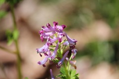 ムラサキケンマ