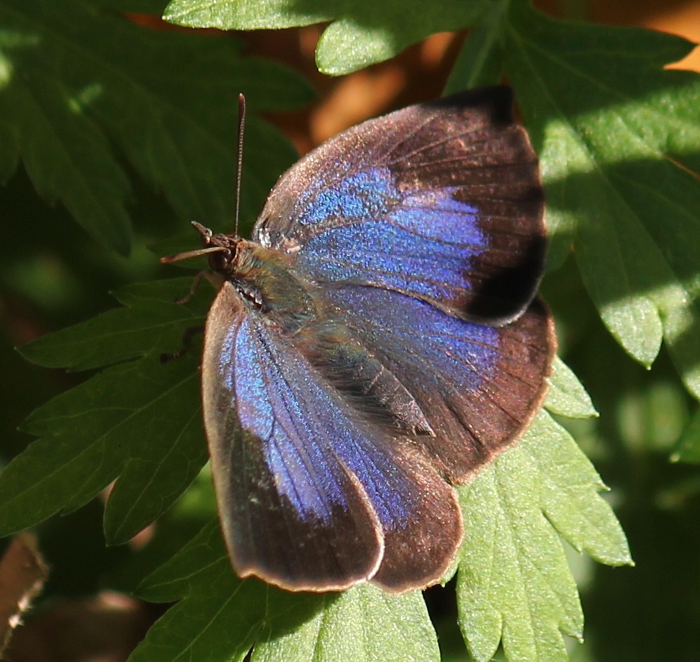 ムラサキシジミ