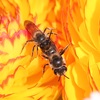 ヤヨイヒメハナバチ