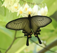 ジャコウアゲハ