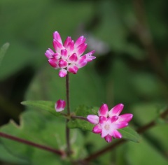赤いミゾソバの花