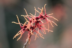 アカバナマンサク