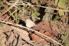 １２月２８日ヤマトシジミ