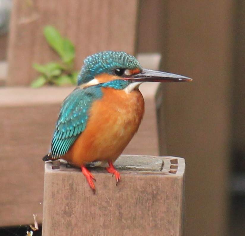 カワセミ