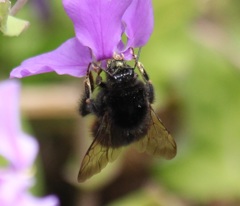 蜂