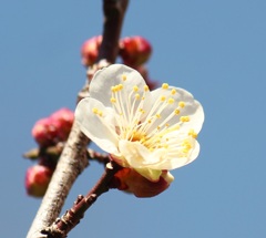 白梅