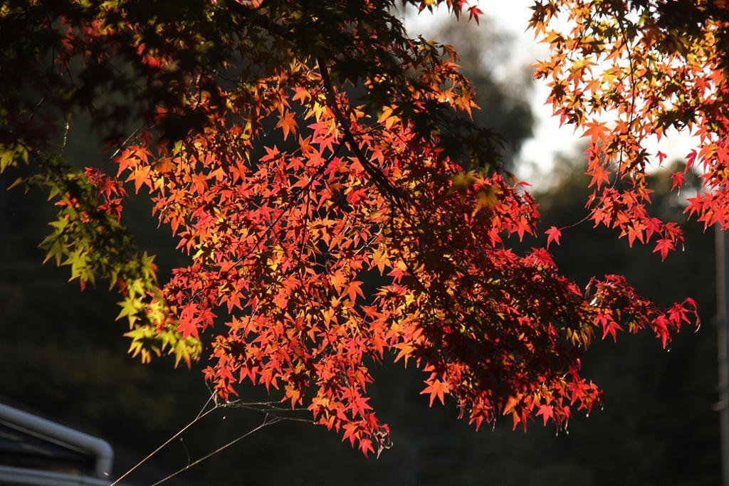 紅葉