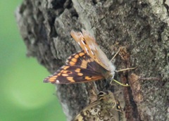 コムラサキのメス