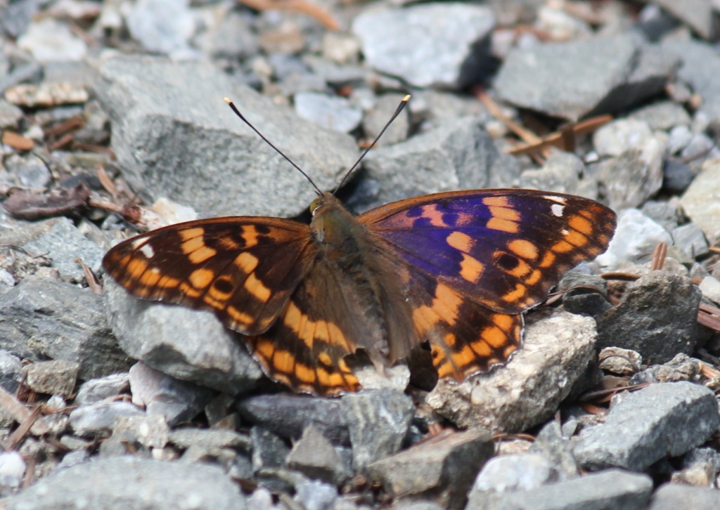 コムラサキ　オス