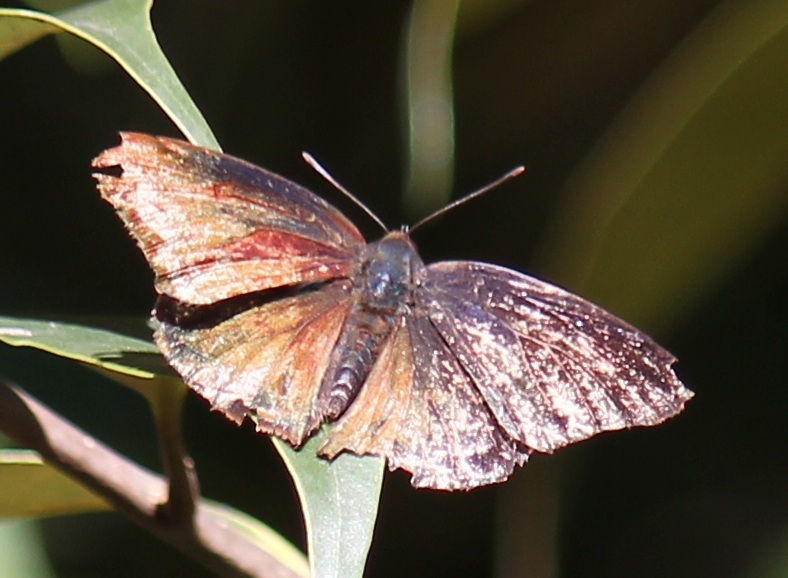 ムラサキツバメ