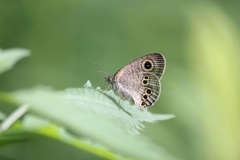 ヒメウラナミジャノメ