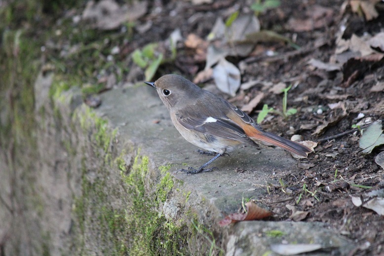 ジョビ子ちゃん