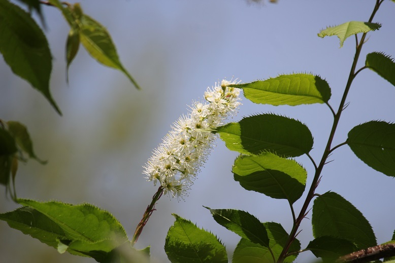 ウワミズザクラ