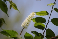 ウワミズザクラ