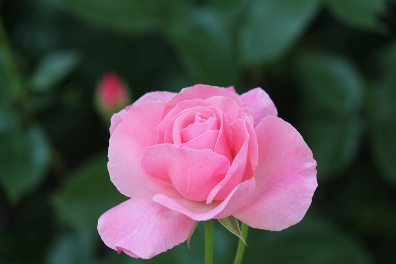薔薇