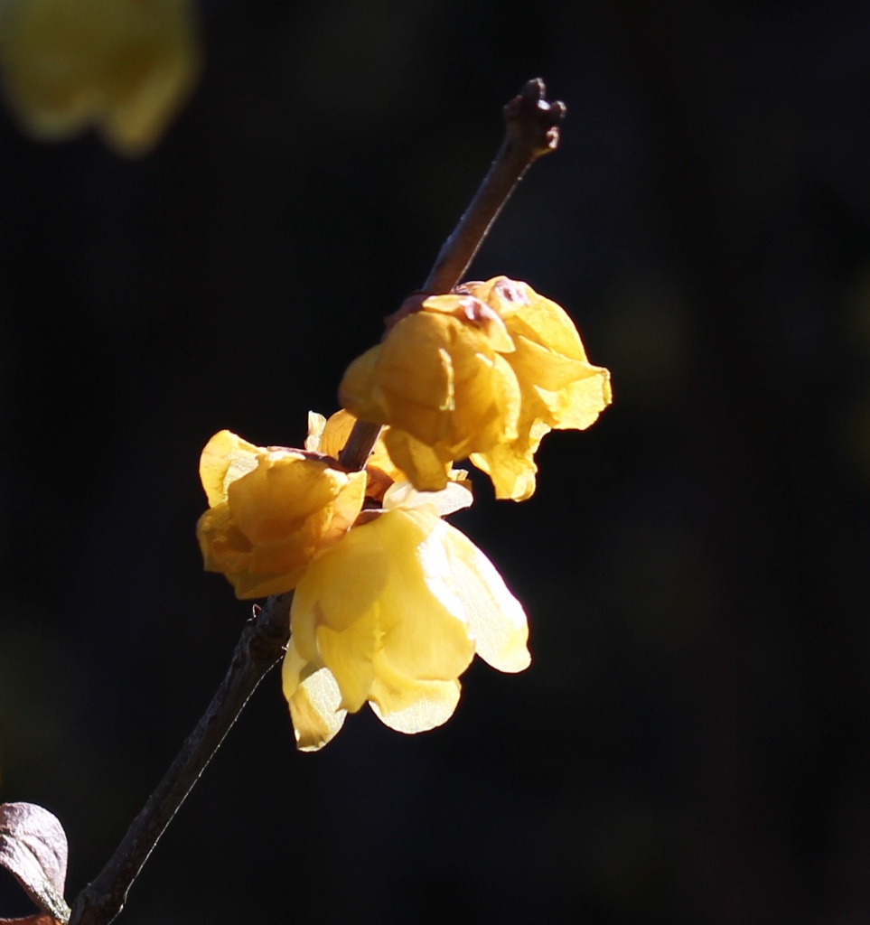 ソシンロウバイ