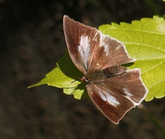 ウラギンシジミ　メス
