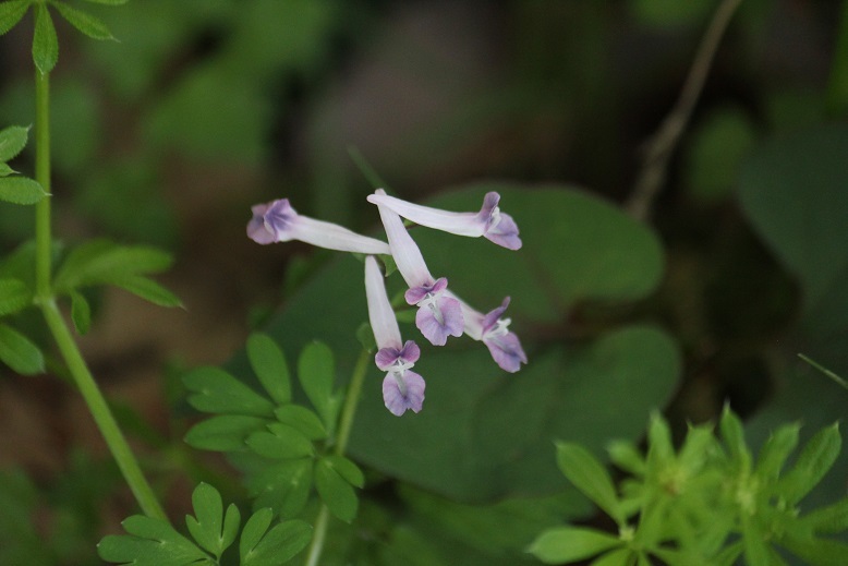 ジロボウエンゴサク