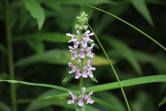イヌゴマの花