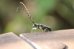 キボシカミキリ