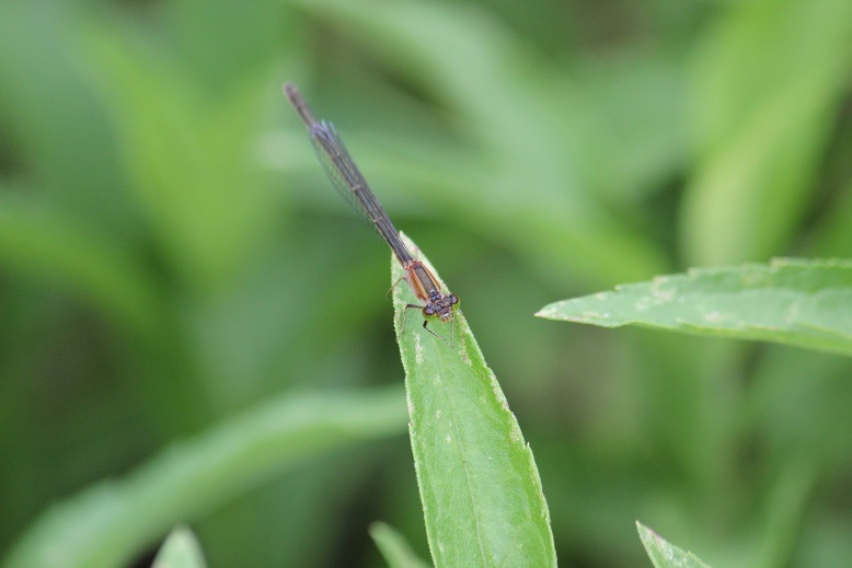 アオモンイトトンボ