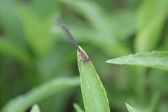 アオモンイトトンボ