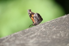 テングチョウ