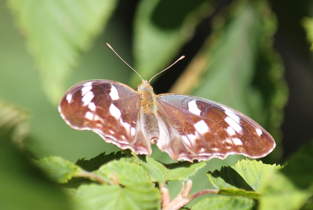 メスグロヒョウモン　メス
