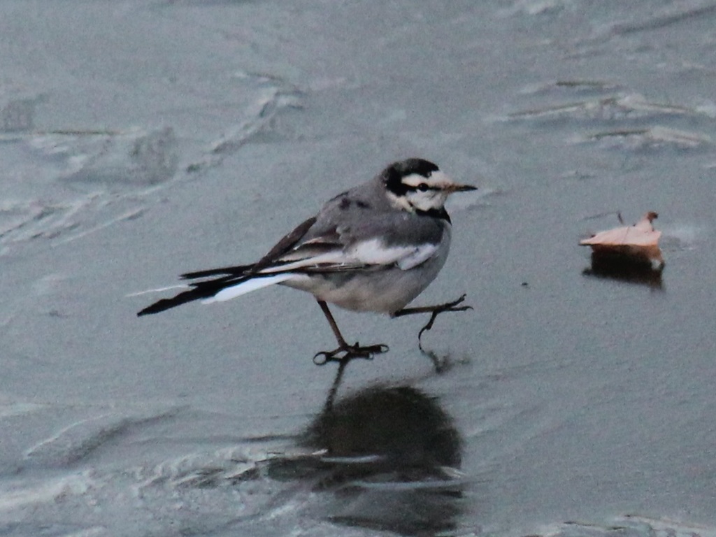 氷の上を歩くハクセキレイ