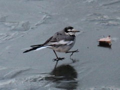 氷の上を歩くハクセキレイ