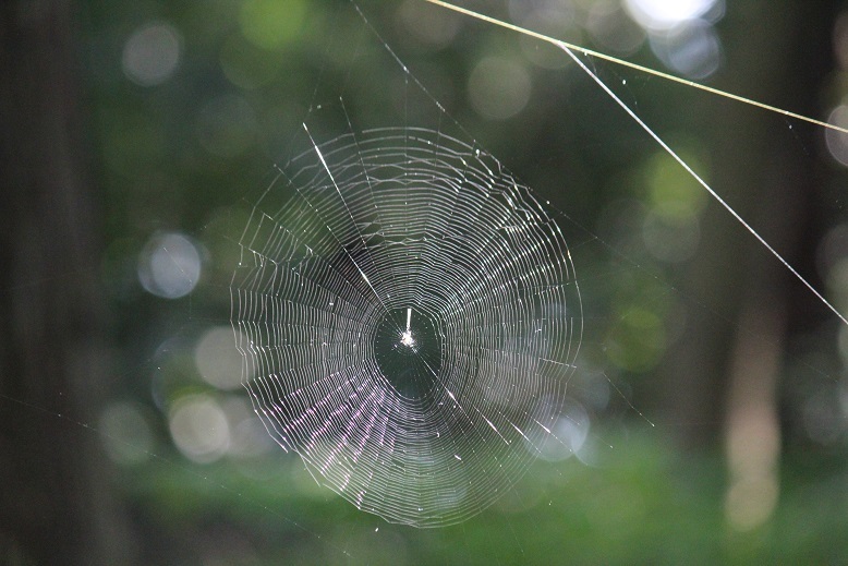 クモの巣