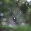 クモの巣