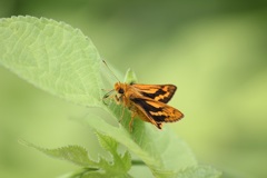 キマダラセセリ