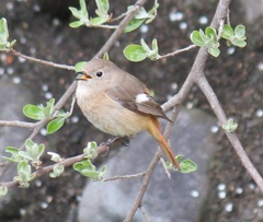 ジョビ子ちゃん