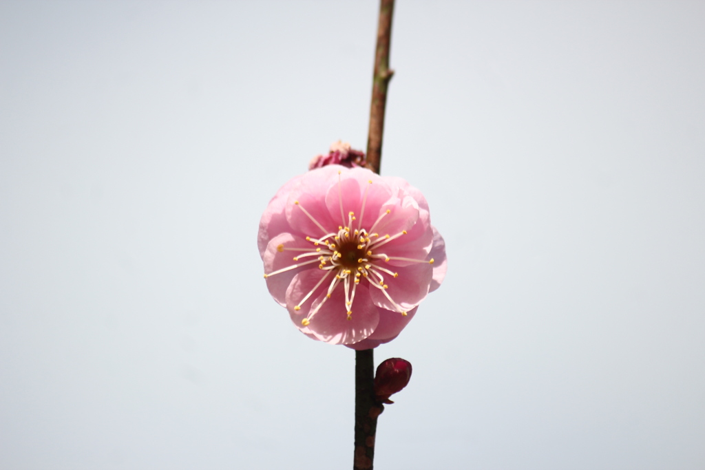 梅