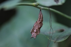 ルリタテハの蛹