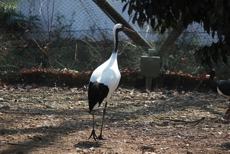 タンチョウヅル　多摩動物園
