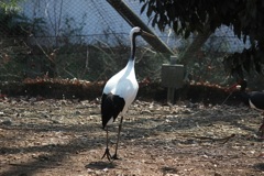 タンチョウヅル　多摩動物園