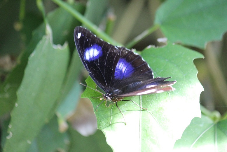 リュウキュウムラサキ