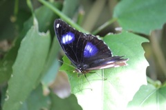 リュウキュウムラサキ