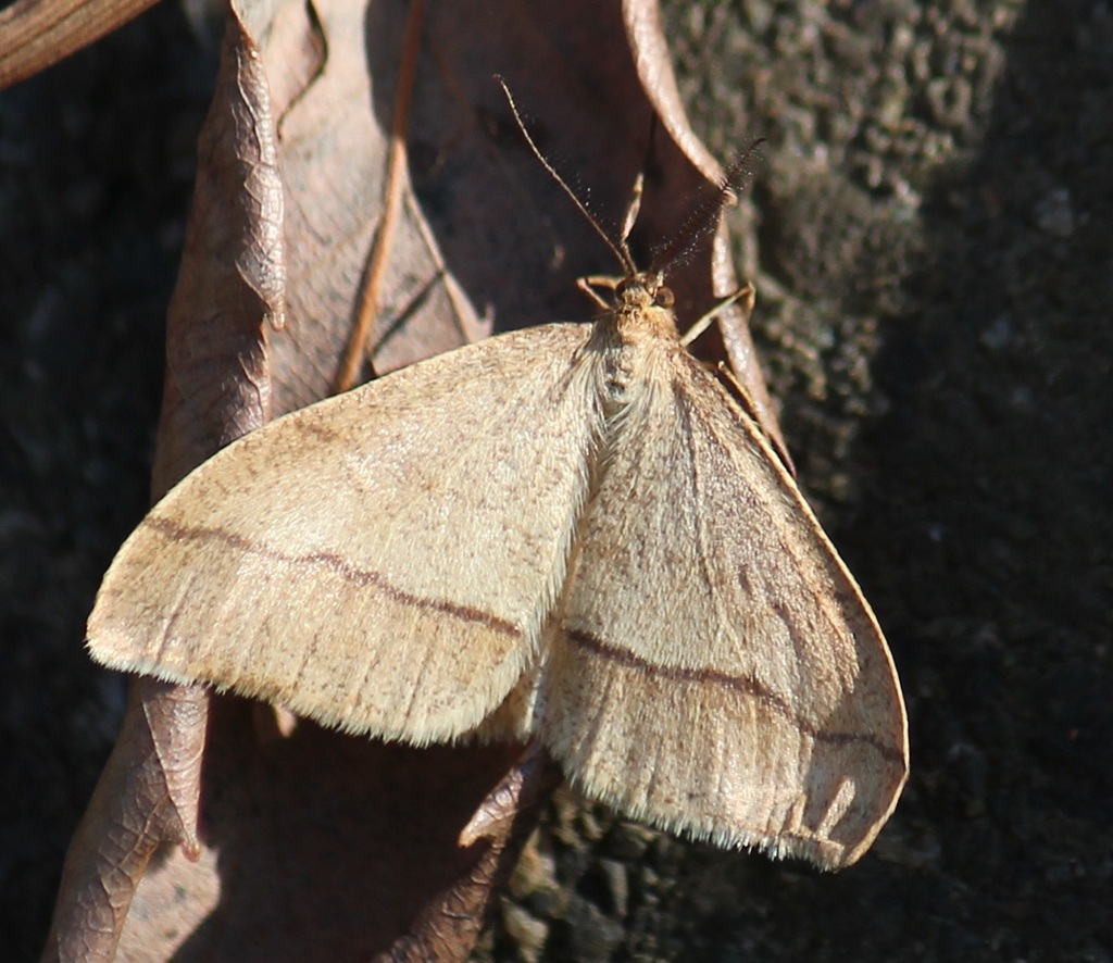 クロスジフユエダシャク