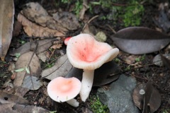 ニオイコベニタケ