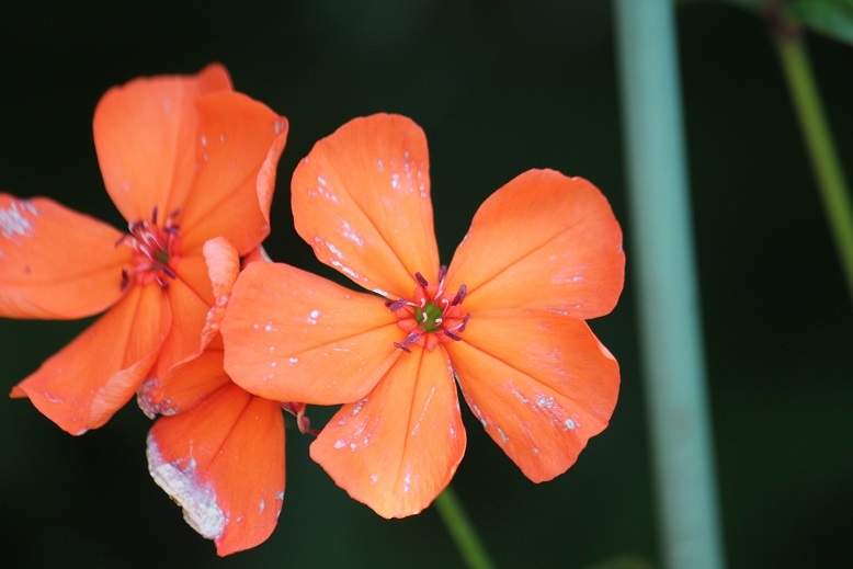 フシグロセンノウ