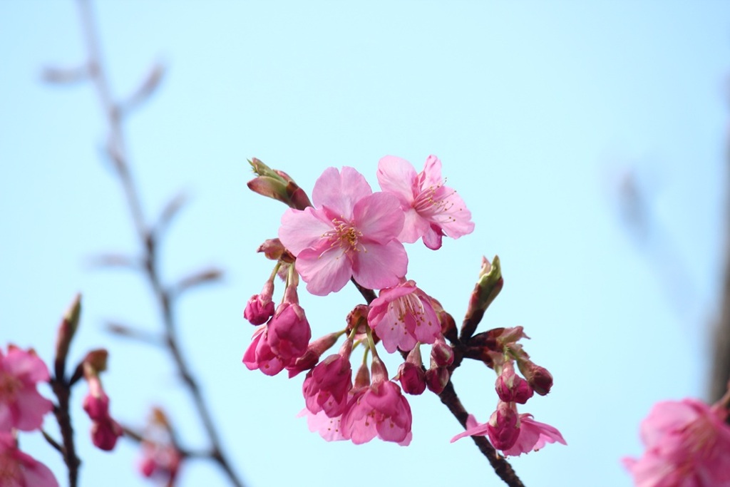 桜