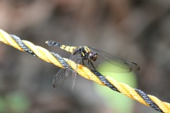 オオシオカラトンボ　メス