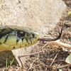 ヤマカガシ