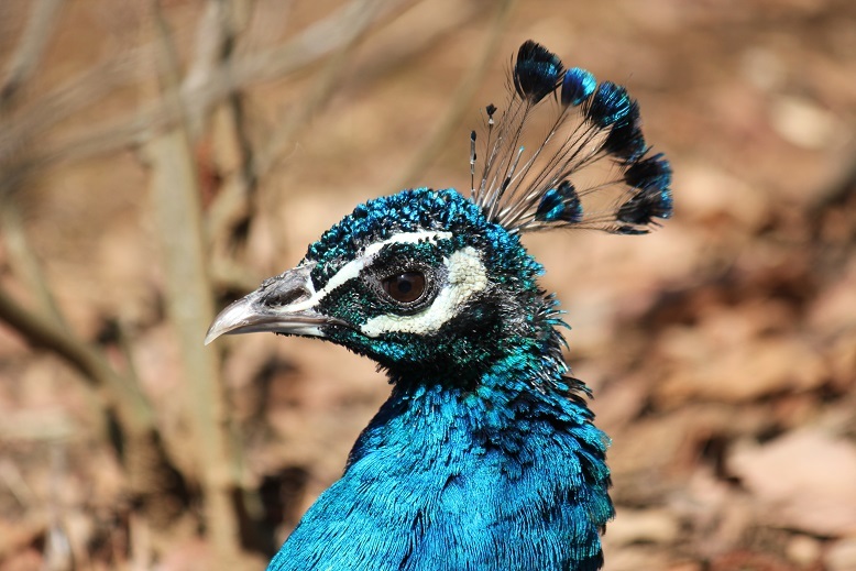 クジャク　多摩動物園